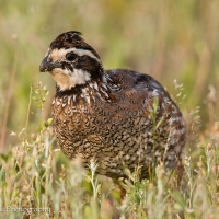 Bobwhite-quail-foraging