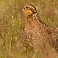 Bobwhite-quail-hen-calling