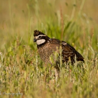 Bobwhite-quail-male_in_habitat