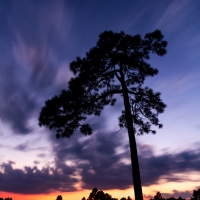 Longleaf_pine_silhouette-2